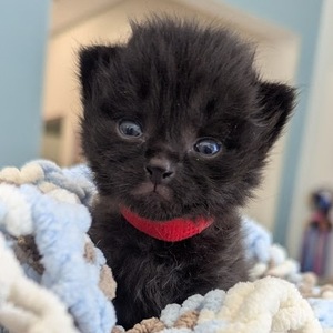 Bottle Baby Kittens
